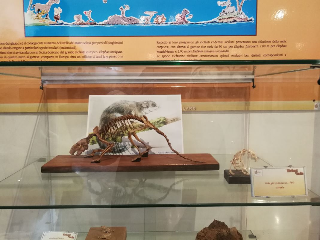 Museo Geologico G.G. Gemmellaro di Palermo